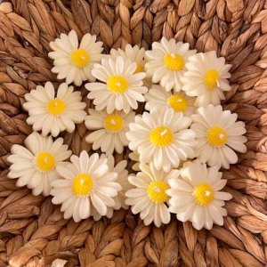 Scented Daisy Flowers